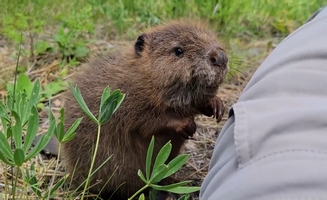 Baby Beaver Rescue And Recovery