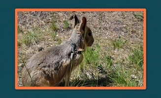 Guess The Animal By Sound