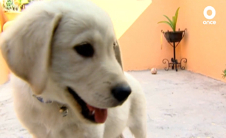 Cachorros