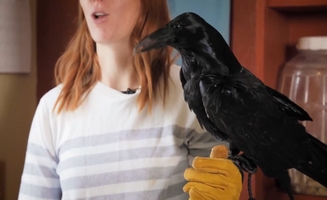 New Ravens