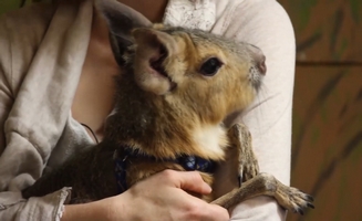Chili Pepper The Patagonian Cavy