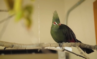 Our Turacos - New Homes