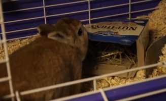Behavioral Enrichment