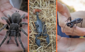 Meet Our Arachnids