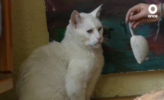 Gatos Y Gatitos