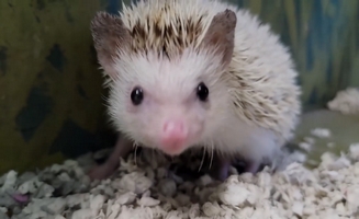 Are Hedgehogs Related To Porcupines