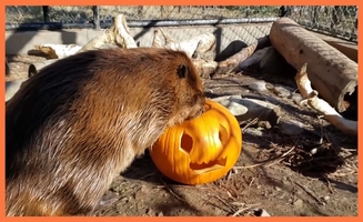 Beaver Vs Pumpkin