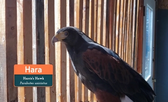A Walk With Hara The Harris's Hawk