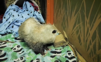 Ringo The Raccoon Helps Unbox Fan Mail