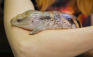 Blueberry Our Special Needs Skink