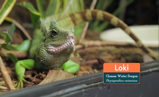 How To Train Your Water Dragon