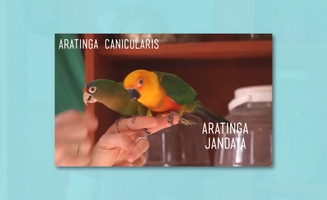 Interspecies Relationships