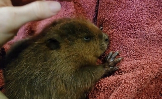 Beavers Meet Will They Be Friends
