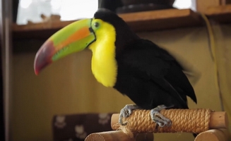Our Toucan Recovers From A Broken Leg