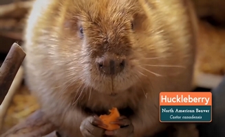 Huckleberry The Beavers Journey