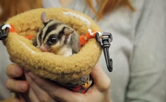 Sugar Gliders What Where How
