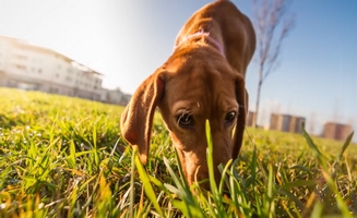 20 Things You Should Know About Service Animals