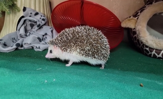 New Hedgehog
