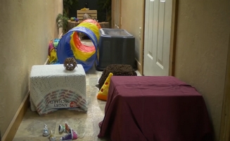 Obstacle Course For A Porcupine