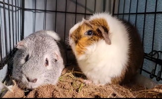 Guinea Pig Rescue