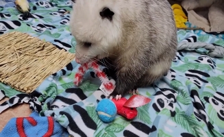 Meet And Greet Inky The Opossum