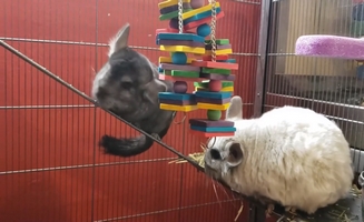 New Chinchillas Will They All Get Along