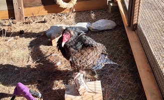 New Vulture Pavilion