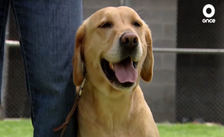 Eutanasia Canina