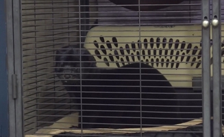 Mink Rescue