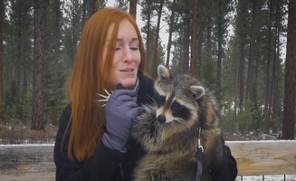 Raccoons - Cute Or Deadly