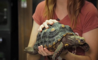 Rescuing A 90-Year-Old Turtle