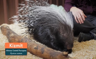 Keeping The Animals Safe In Freezing Temperatures