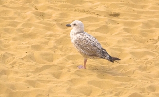 Visit The Seaside With Cody
