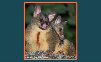 10 Awesome Opossum Facts