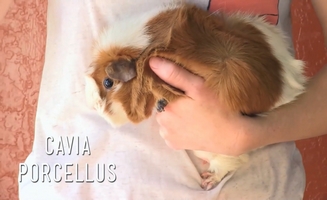 Guinea Pig Diet