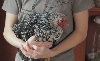 Chickens What Where And How
