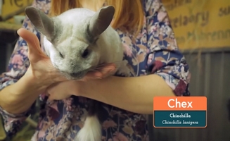 Chinchillas Get New Climbing Walls