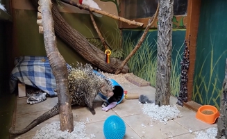 Kemosabe's 14th Birthday