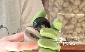 Cockroaches