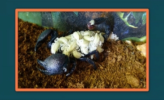 Professor Claw The Emperor Scorpion