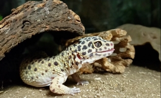 Leopard Gecko Rescue
