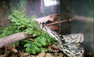 How Snakes Shed Their Skin
