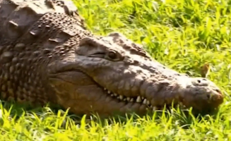 Supercroc 1