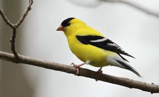 How To Feed Wild Birds The Right Way