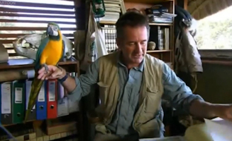 Dinobirds 1