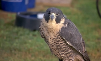 Kirby The Falconer