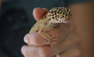 Leopard Geckos What Where And How
