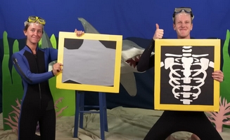 Sharks