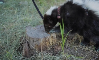 Lollipop The Skunk's New Rules