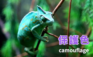 All About Animal Camouflage